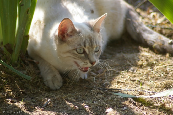 Photo de Chat domestique