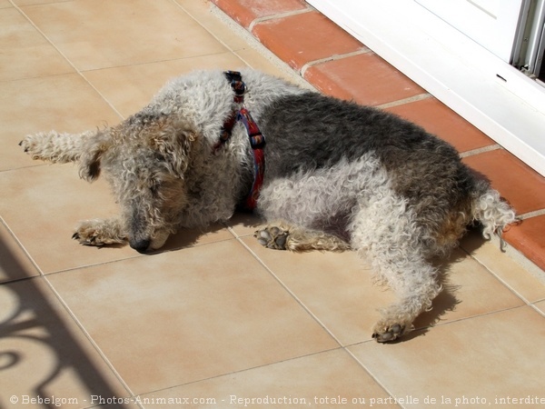 Photo de Fox terrier  poil dur