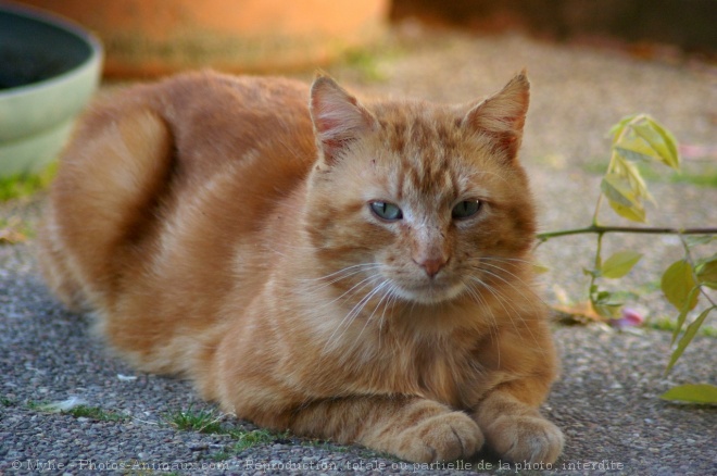 Photo de Chat domestique