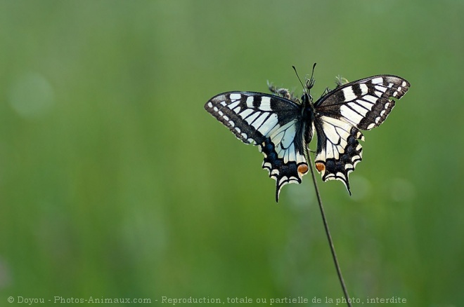 Photo de Papillon