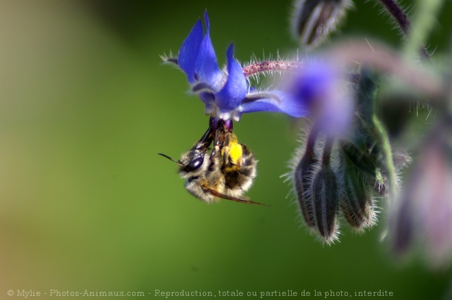 Photo d'Abeille