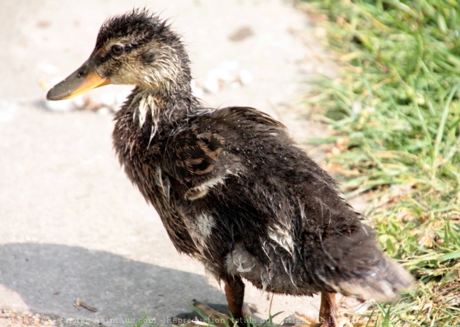 Photo de Canard colvert