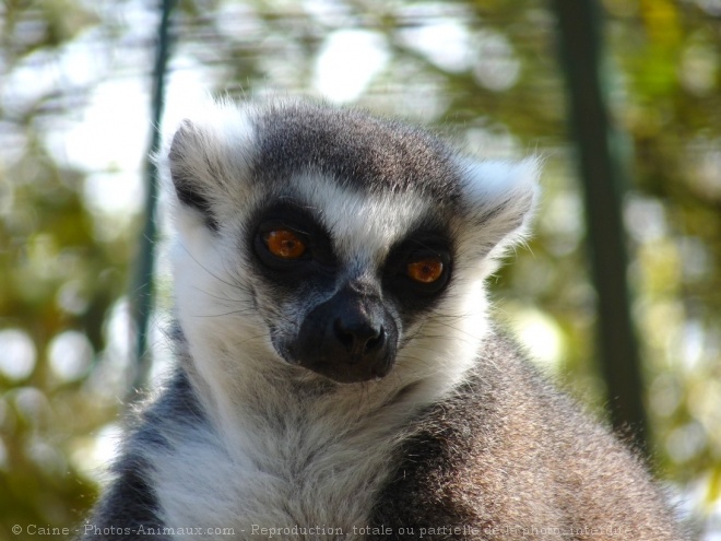 Photo de Lmurien - maki catta