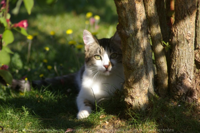 Photo de Chat domestique