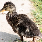 Photo de Canard colvert