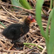 Photo de Foulque macroule