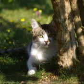 Photo de Chat domestique