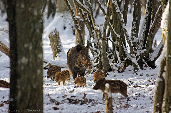 Photo de Sanglier