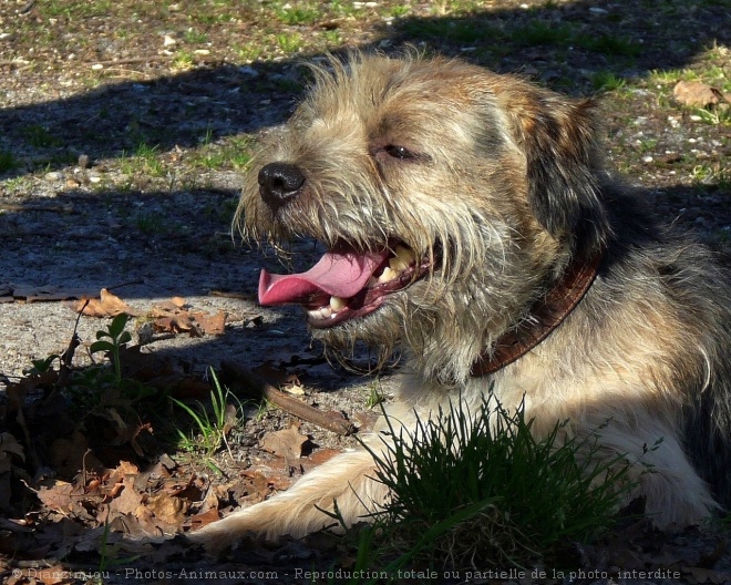 Photo de Border terrier