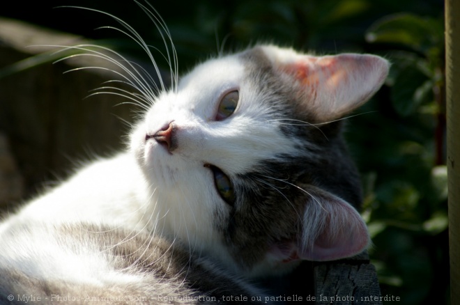 Photo de Chat domestique