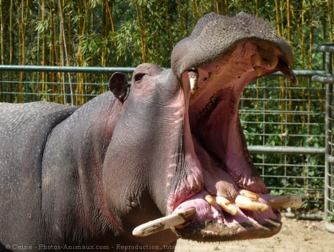 Photo de Hippopotame