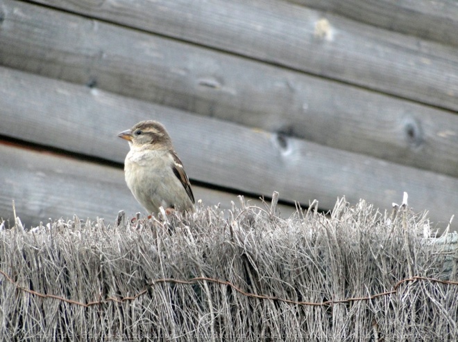 Photo de Moineau