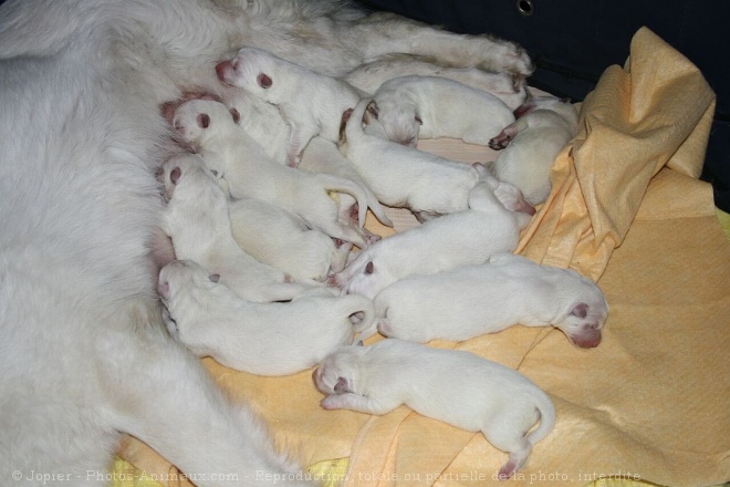 Photo de Berger blanc suisse