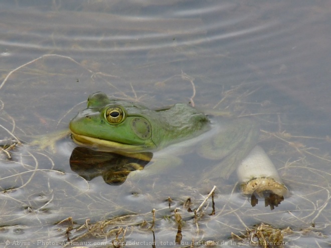 Photo de Grenouille