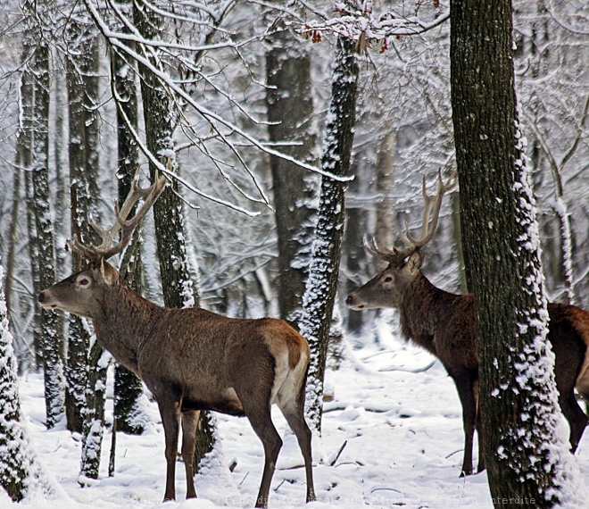 Photo de Cerf