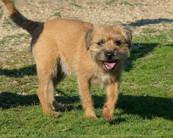 Photo de Border terrier