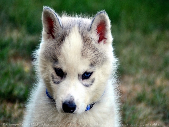 Photo de Husky siberien