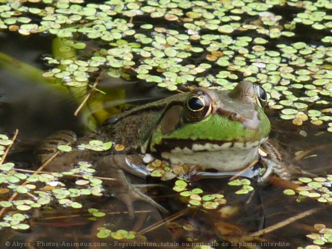 Photo de Grenouille