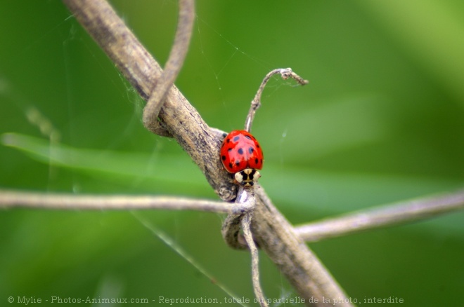 Photo de Coccinelle