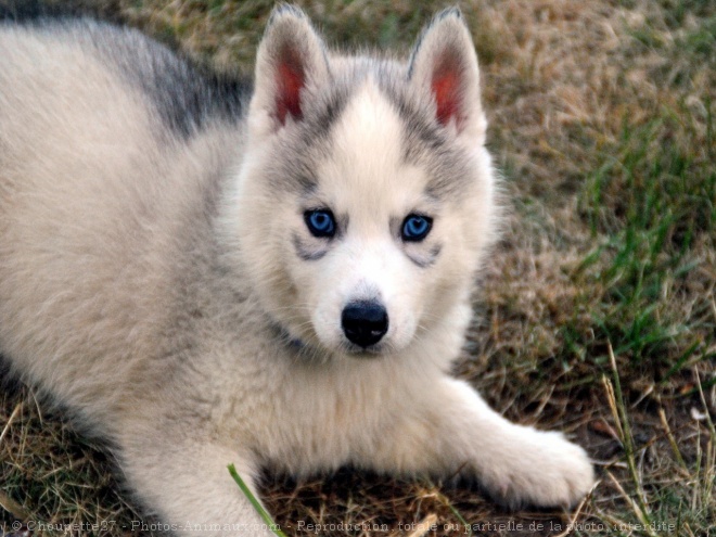 Photo de Husky siberien