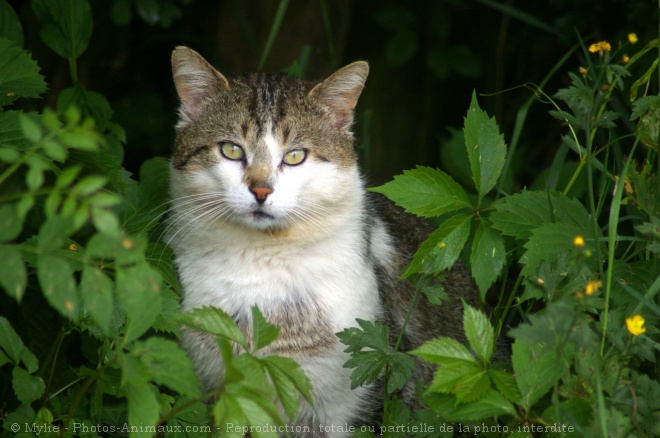 Photo de Chat domestique