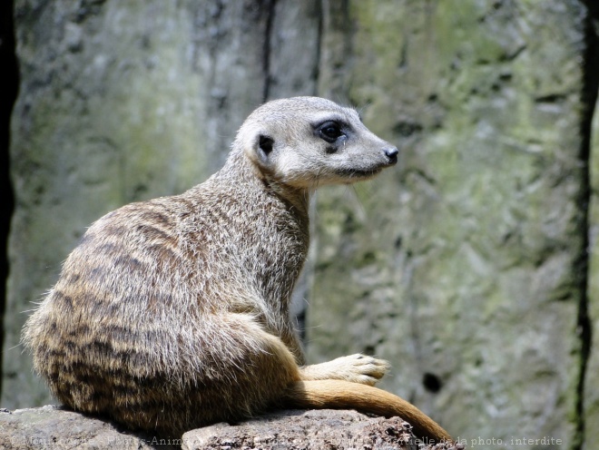 Photo de Suricate