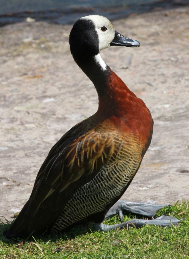 Photo de Canard dendrocygne