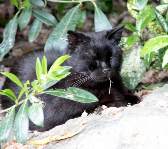 Photo de Chat domestique