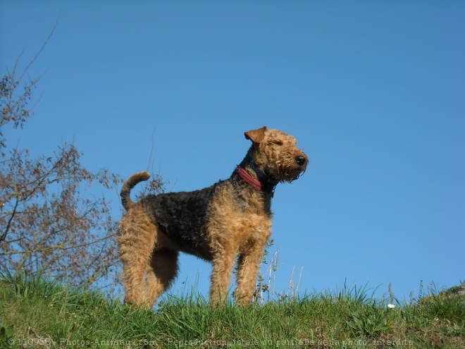 Photo d'Airedale terrier