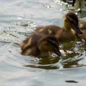 Photo de Canard