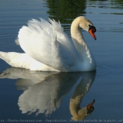 Photo de Cygne