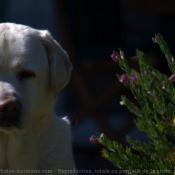 Photo de Labrador retriever