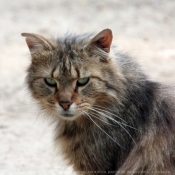 Photo de Chat domestique