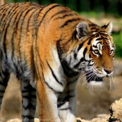 Photo de Tigre