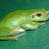 Photo de Grenouille - rainette