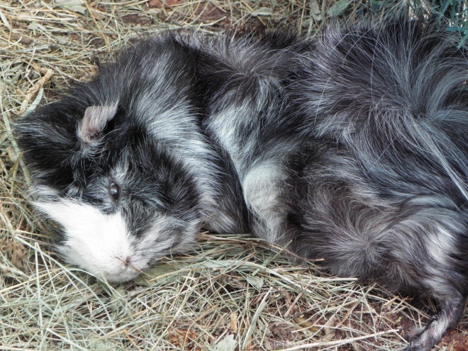 Photo de Cochon d'inde - abyssin / rosette