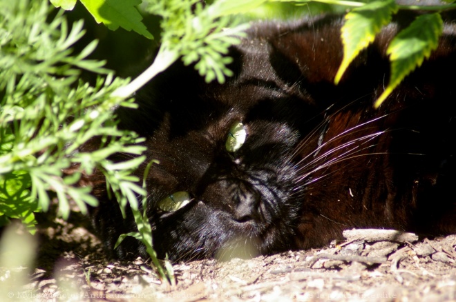 Photo de Chat domestique