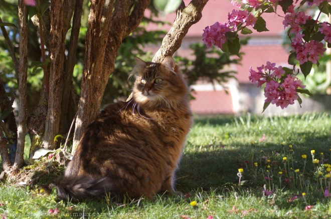 Photo de Chat domestique