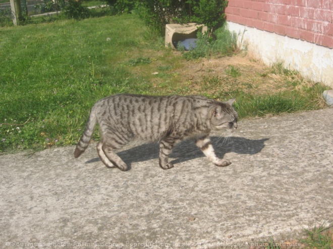 Photo de Chat domestique