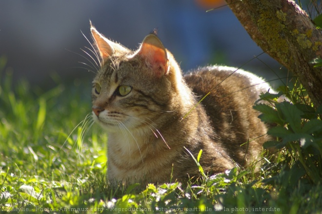 Photo de Chat domestique