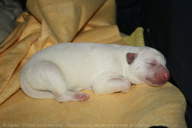 Photo de Berger blanc suisse