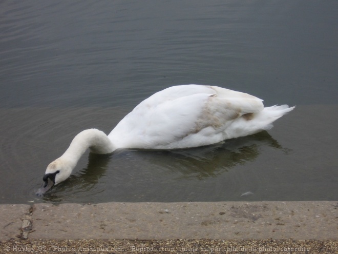 Photo de Cygne