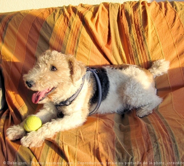 Photo de Fox terrier  poil dur