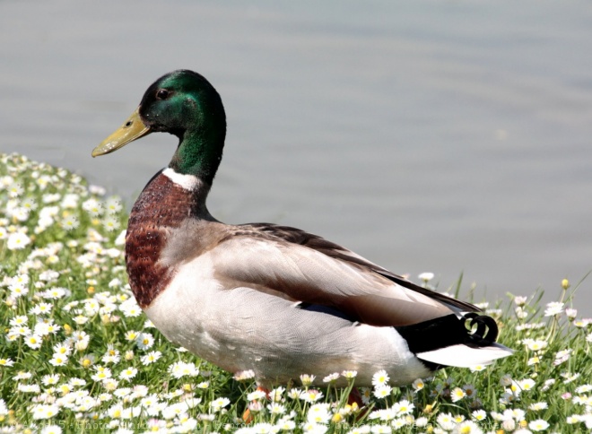 Photo de Canard colvert