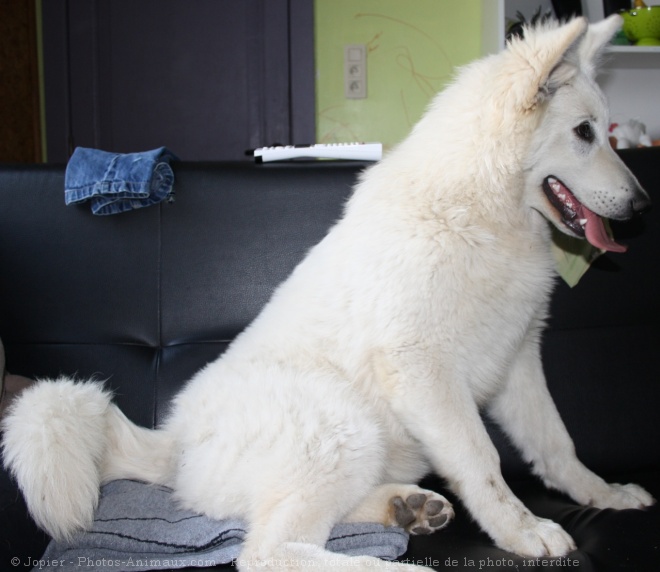 Photo de Berger blanc suisse