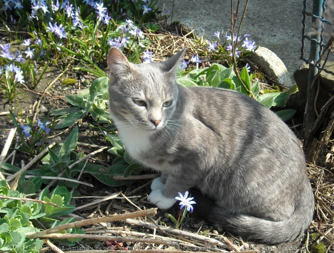 Photo de Chat domestique