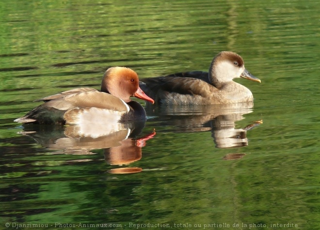 Photo de Canard