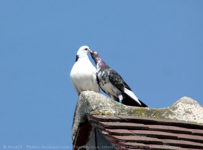 Photo de Pigeon