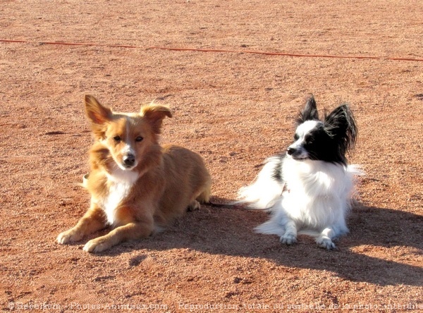 Photo de Races diffrentes