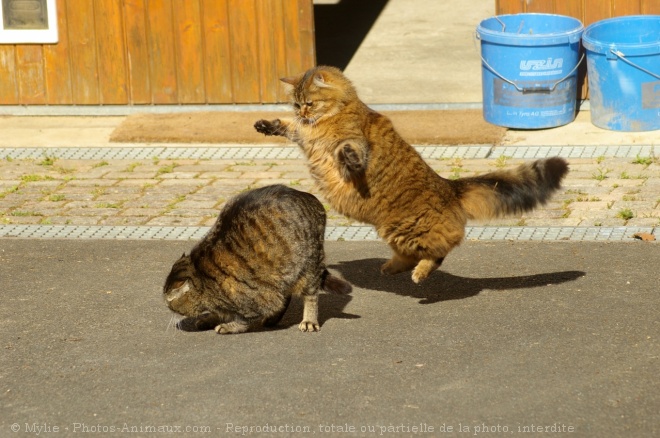 Photo de Chat domestique